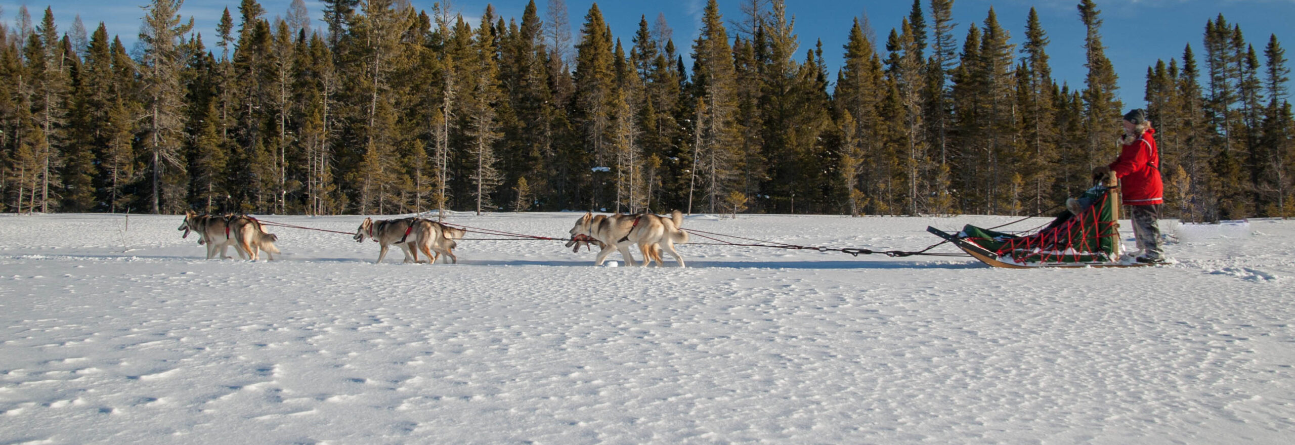 picture of sled dogs