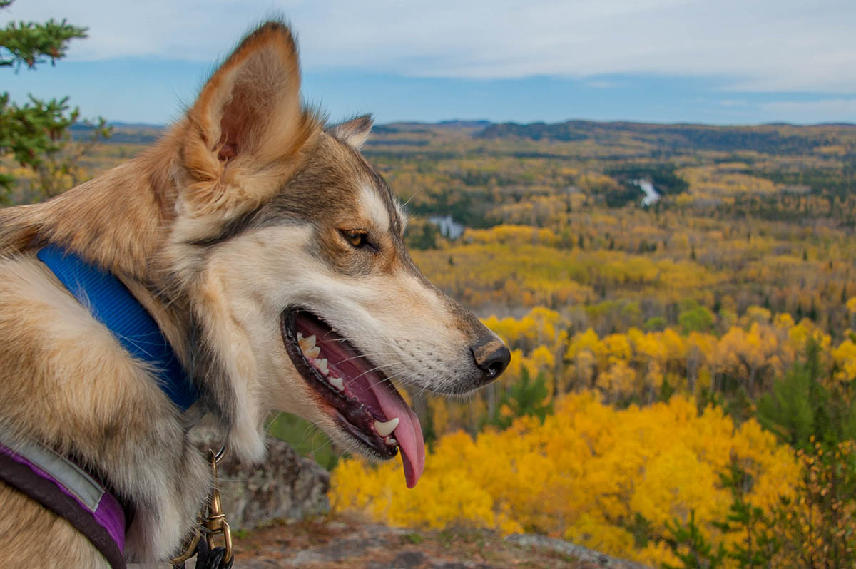One of the sled dogs enjoying the view on hiking trip