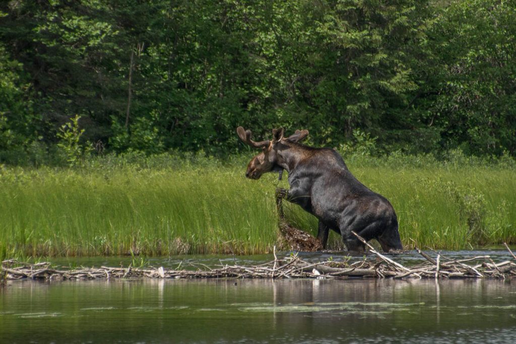 A moose coming out of the water