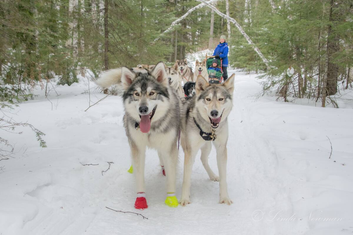 picture of sled dogs