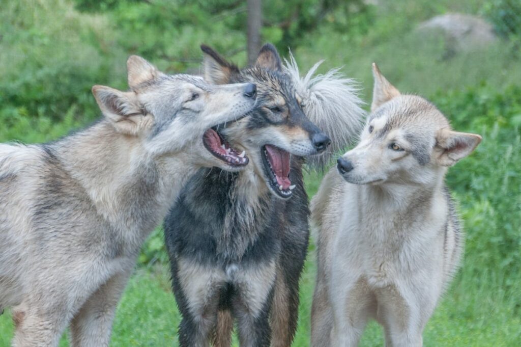 picture of sled dogs