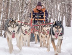 Points unknown shop dog sledding
