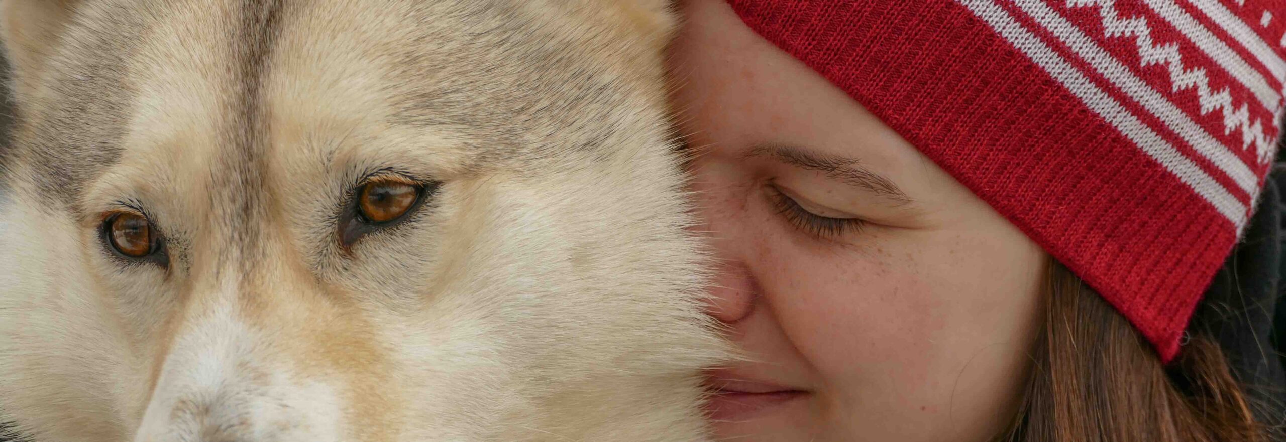 picture of sled dogs