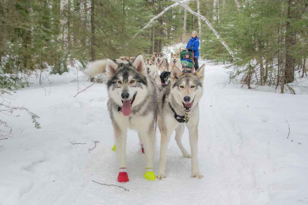 sled dogs in the snow